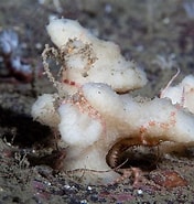 Image result for Axinella rugosa order. Size: 176 x 185. Source: www.seawater.no