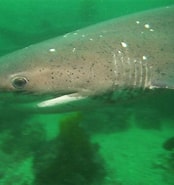 Image result for Hexanchiformes Sharks. Size: 174 x 185. Source: nhptv.org