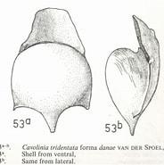 Image result for "cavolinia tridentata Danae". Size: 184 x 185. Source: pelagics.myspecies.info