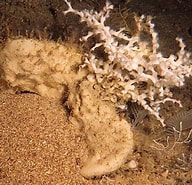 Image result for Pachastrella monilifera Stam. Size: 192 x 185. Source: oceanexplorer.noaa.gov