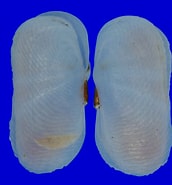 Image result for Solecurtidae. Size: 172 x 185. Source: www.topseashells.com