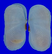Image result for Solecurtidae Onderklasse. Size: 178 x 185. Source: www.topseashells.com