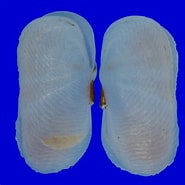 Image result for "solecurtus Chamasolen". Size: 185 x 185. Source: www.topseashells.com