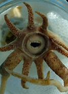 Image result for Promachoteuthidae. Size: 134 x 185. Source: www.pinterest.com