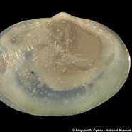 Image result for "yoldiella Lucida". Size: 186 x 185. Source: naturalhistory.museumwales.ac.uk