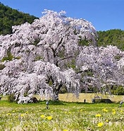 嵯峨野 桜 に対する画像結果.サイズ: 176 x 185。ソース: www.maimai-kyoto.jp