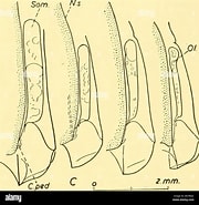 Image result for "muggiaea Bargmannae". Size: 180 x 185. Source: www.alamy.es
