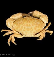 Afbeeldingsresultaten voor Liomera loevis Familie. Grootte: 175 x 185. Bron: www.crustaceology.com