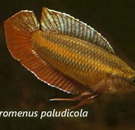 Image result for Ilyograpsus paludicola Klasse. Size: 193 x 174. Source: www.igl-home.de