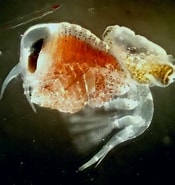 Image result for "spongiobranchaea Intermedia". Size: 175 x 185. Source: invertebrate.w.uib.no