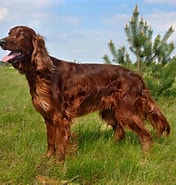 Image result for Irsk setter Oppdretter. Size: 176 x 185. Source: www.thesprucepets.com