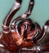Afbeeldingsresultaten voor "achaeus Robustus". Grootte: 173 x 185. Bron: www.arachne.org.au