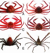 Image result for "chionoecetes Angulatus". Size: 176 x 185. Source: www.researchgate.net
