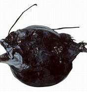 Image result for "oneirodes Eschrichtii". Size: 176 x 185. Source: fishesofaustralia.net.au