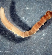 Afbeeldingsresultaten voor "notomastuslatericeus". Grootte: 175 x 185. Bron: www.iopan.gda.pl