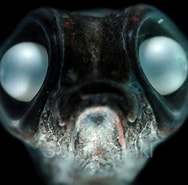 Image result for "marrus Antarcticus". Size: 188 x 185. Source: solvinzankl.photoshelter.com
