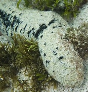 Afbeeldingsresultaten voor "holothuria Nobilis". Grootte: 178 x 185. Bron: reeflifesurvey.com