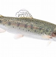 Image result for Oncorhynchus. Size: 183 x 175. Source: www.fws.gov