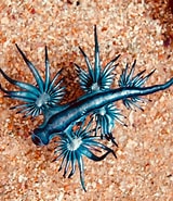 Image result for "calocalanus Atlanticus". Size: 160 x 185. Source: rebrn.com
