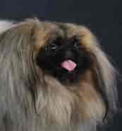 Image result for World Dansk Fritid Husdyr hunde racer Selskabshunde Pekingeser. Size: 173 x 185. Source: www.dkk.dk