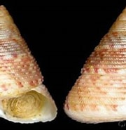 Afbeeldingsresultaten voor "clelandella Miliaris". Grootte: 180 x 181. Bron: www.gastropods.com