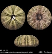 Afbeeldingsresultaten voor Strongylocentrotidae Kenmerken. Grootte: 177 x 185. Bron: www.zearths.com