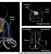 Image result for Hydrozoa Anatomy. Size: 175 x 185. Source: invertebrate.w.uib.no