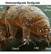 Image result for Heterotardigrada. Size: 176 x 185. Source: rsscience.com