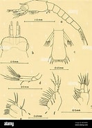 Afbeeldingsresultaten voor "euphausia Lucens". Grootte: 133 x 185. Bron: www.alamy.com