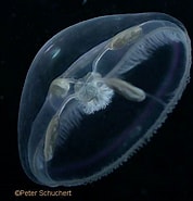 Image result for "tiaropsis Multicirrata". Size: 178 x 185. Source: www.marinespecies.org