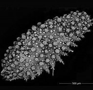Image result for "sphaerodoropsis Minuta". Size: 190 x 185. Source: www.ntnu.edu