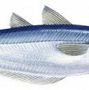 Image result for Blauwe wijting Geslacht. Size: 182 x 102. Source: www.goodfish.nl