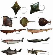 Afbeeldingsresultaten voor "raja Nidarosiensis". Grootte: 181 x 185. Bron: www.researchgate.net