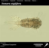 Afbeeldingsresultaten voor Temora stylifera. Grootte: 186 x 185. Bron: www.st.nmfs.noaa.gov