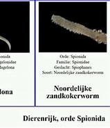 Image result for Gestekelde zandkokerworm dieet. Size: 159 x 185. Source: www.youtube.com