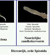 Afbeeldingsresultaten voor Gestekelde zandkokerworm Klasse. Grootte: 167 x 185. Bron: www.youtube.com