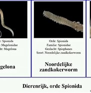 Afbeeldingsresultaten voor Oranje Zandkokerworm Familie. Grootte: 182 x 185. Bron: www.youtube.com
