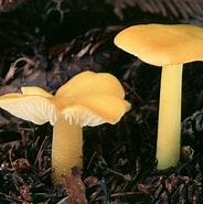 Image result for "solmaris Flavescens". Size: 184 x 185. Source: plantasfloreseespeciesdomundotodo.blogspot.com