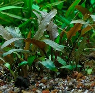 Image result for Cryptocheles pygmaea Stam. Size: 188 x 185. Source: www.aquascaper.be