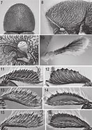 Afbeeldingsresultaten voor "pseudopallene Longicollis". Grootte: 132 x 185. Bron: www.researchgate.net