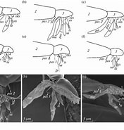 Afbeeldingsresultaten voor Lernaeodiscus squamiferae Geslacht. Grootte: 176 x 185. Bron: www.researchgate.net