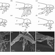 Afbeeldingsresultaten voor Lernaeodiscus squamiferae Familie. Grootte: 184 x 185. Bron: www.researchgate.net