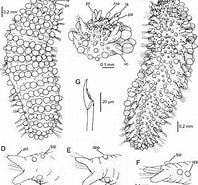 Image result for Sphaerodoropsis disticha. Size: 198 x 185. Source: www.researchgate.net