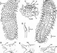 Afbeeldingsresultaten voor Sphaerodoropsis disticha. Grootte: 199 x 185. Bron: www.researchgate.net
