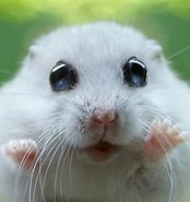 Image result for Hamster Familie. Size: 174 x 185. Source: www.youtube.com