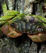 Image result for "stelgistra Stormi". Size: 163 x 185. Source: www.inaturalist.org