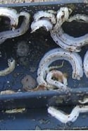 Afbeeldingsresultaten voor Gestekelde zandkokerworm Klasse. Grootte: 125 x 150. Bron: www.strandvondsten.nl