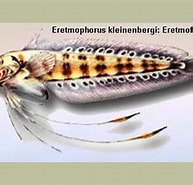 Afbeeldingsresultaten voor "erethmophorus Kleinenberg". Grootte: 193 x 185. Bron: www.enciclopedino.it