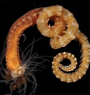 Image result for "nicolea Venustula". Size: 176 x 185. Source: www.aphotomarine.com