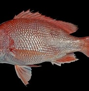 Image result for Rode snapper. Size: 181 x 185. Source: diertjevandedag.classy.be